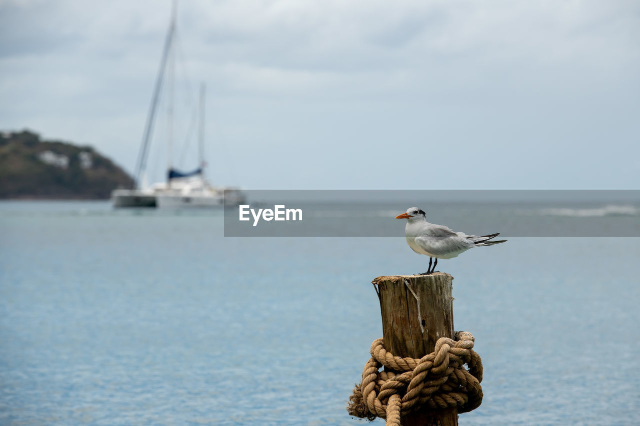 water, sea, animal themes, animal, bird, animal wildlife, wildlife, one animal, shore, ocean, coast, perching, ship, nature, sky, nautical vessel, seagull, no people, beach, pole, focus on foreground, sailboat, day, seabird, transportation, beauty in nature, gull, post, outdoors, boat, cloud, harbor, vehicle, wooden post