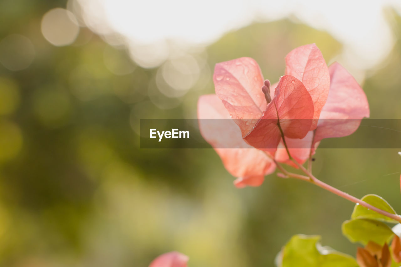 Close-up of pink flowering plant