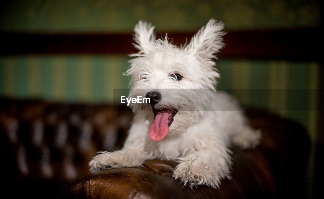 CLOSE-UP OF DOG STICKING OUT TONGUE OUTDOORS