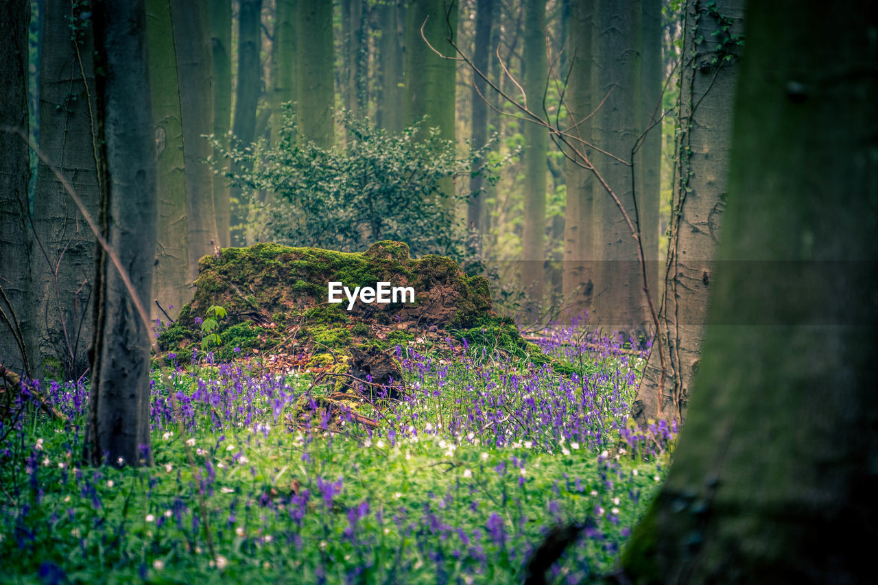 PURPLE FLOWERING PLANTS ON LAND IN FOREST