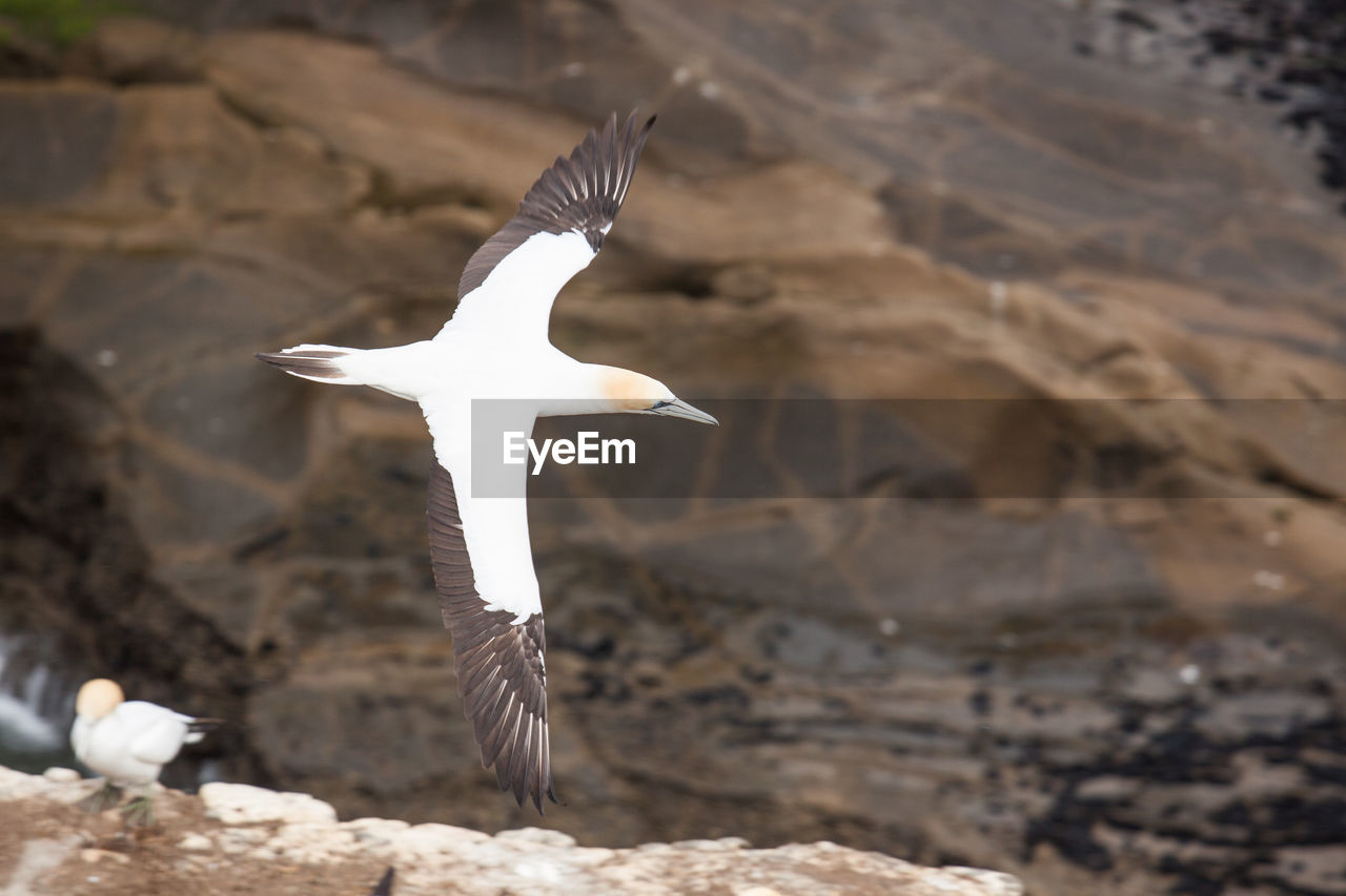 High angle view of gannet flying over rock