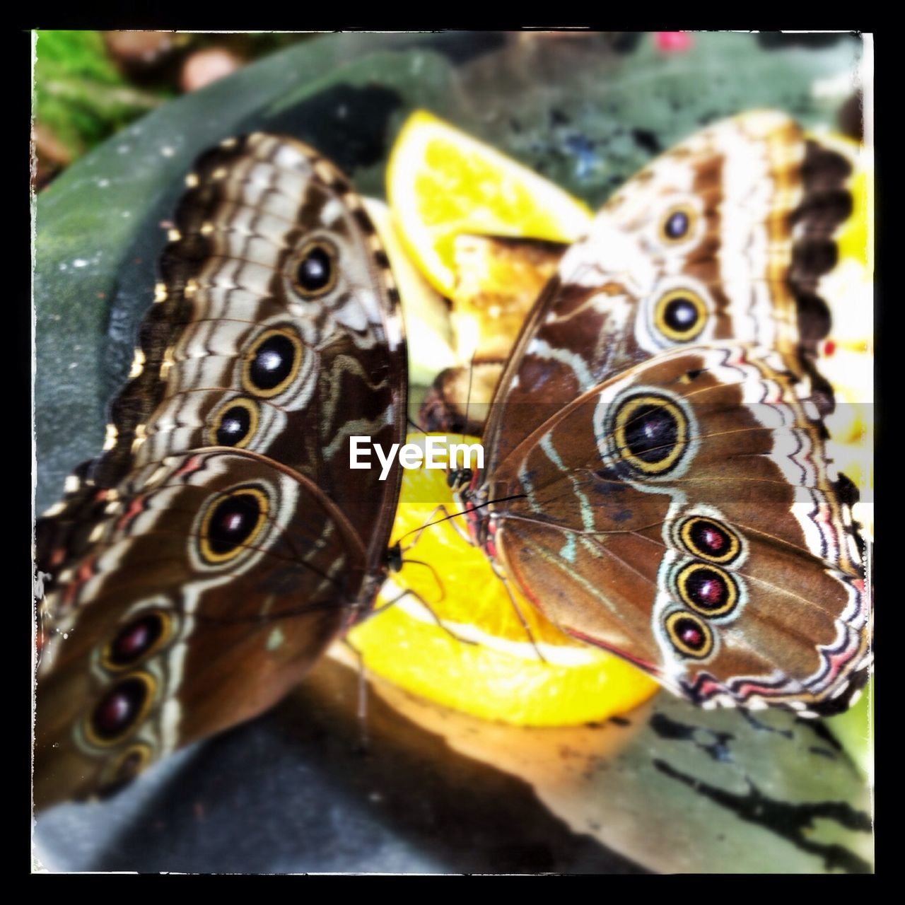 Two butterflies feeding on lemon