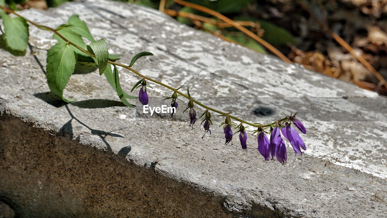 CLOSE-UP OF PURPLE FLOWERING PLANT