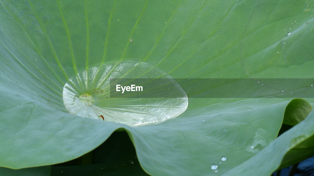 CLOSE-UP OF LEAF WITH WATER