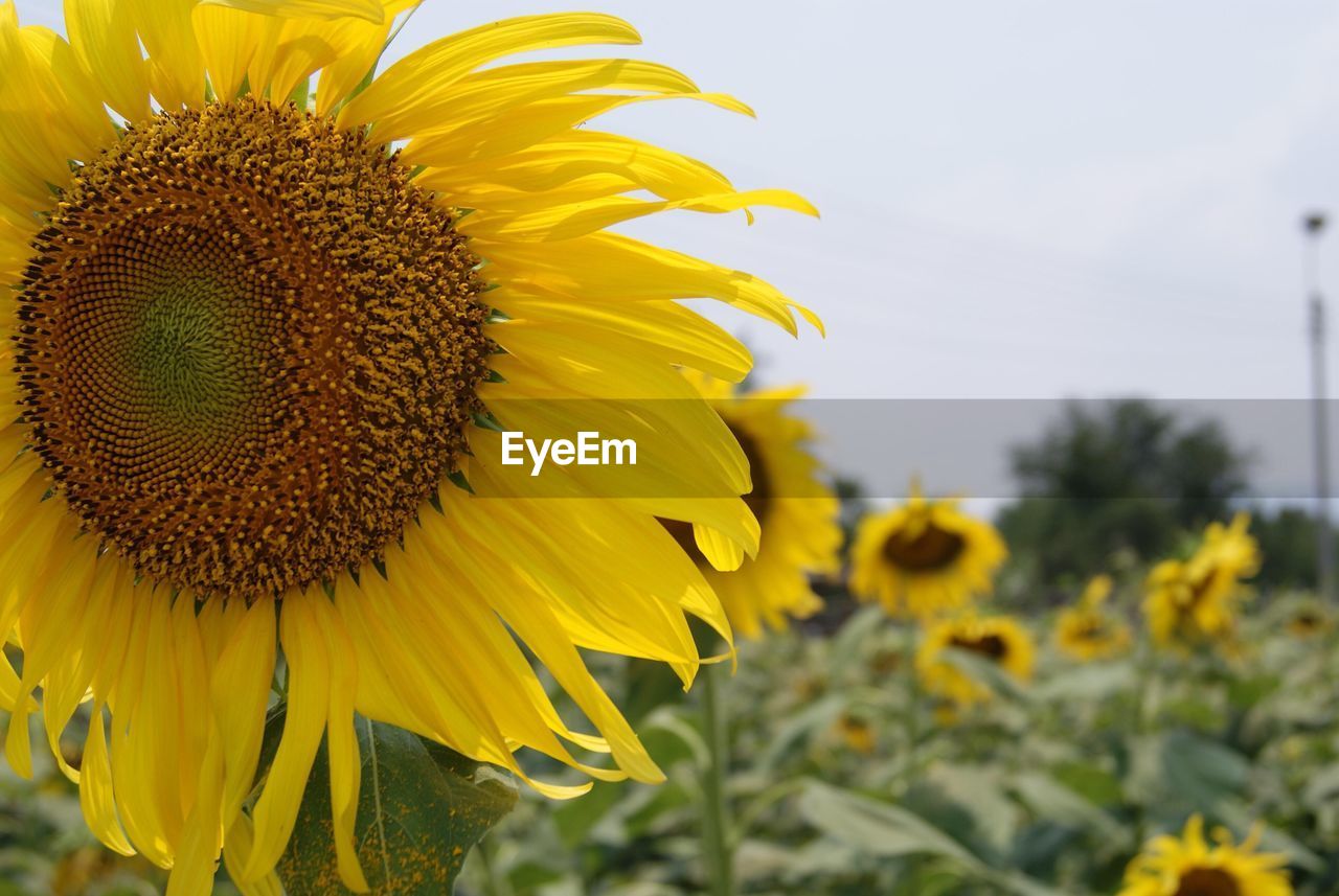 Close-up of sunflower