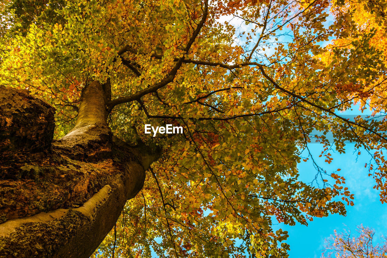 Low angle view of trees in forest during autumn