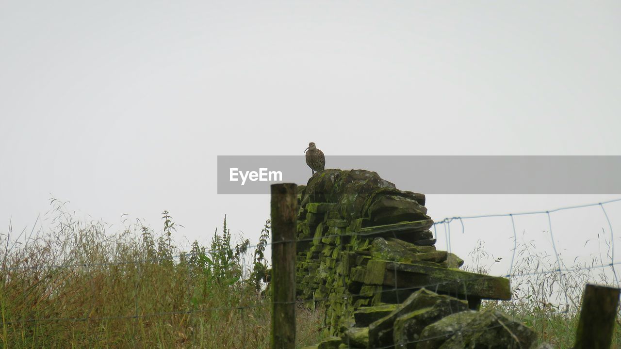 LOW ANGLE VIEW OF BIRD PERCHING ON ROCK AGAINST CLEAR SKY