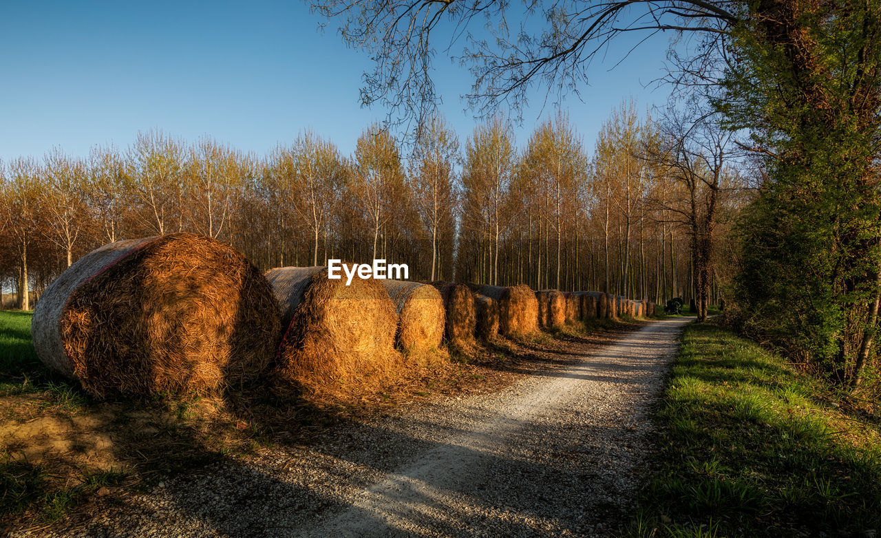 PANORAMIC SHOT OF HAY BALES ON FIELD