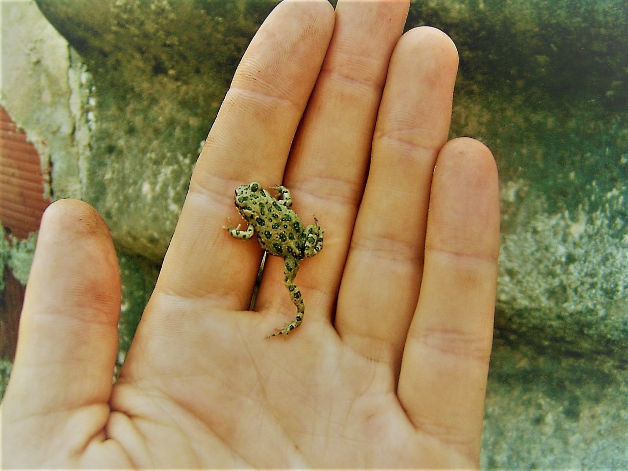 CLOSE-UP OF HAND HOLDING GREEN LEAF