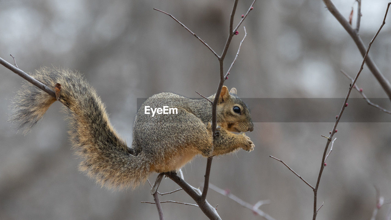 squirrel, animal, animal themes, animal wildlife, wildlife, branch, one animal, rodent, mammal, nature, tree, no people, chipmunk, focus on foreground, outdoors, winter, plant, animal body part