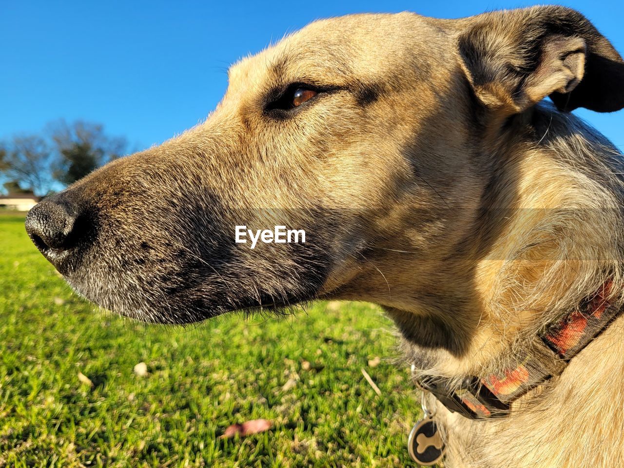 CLOSE-UP OF A DOG LOOKING AWAY ON FIELD