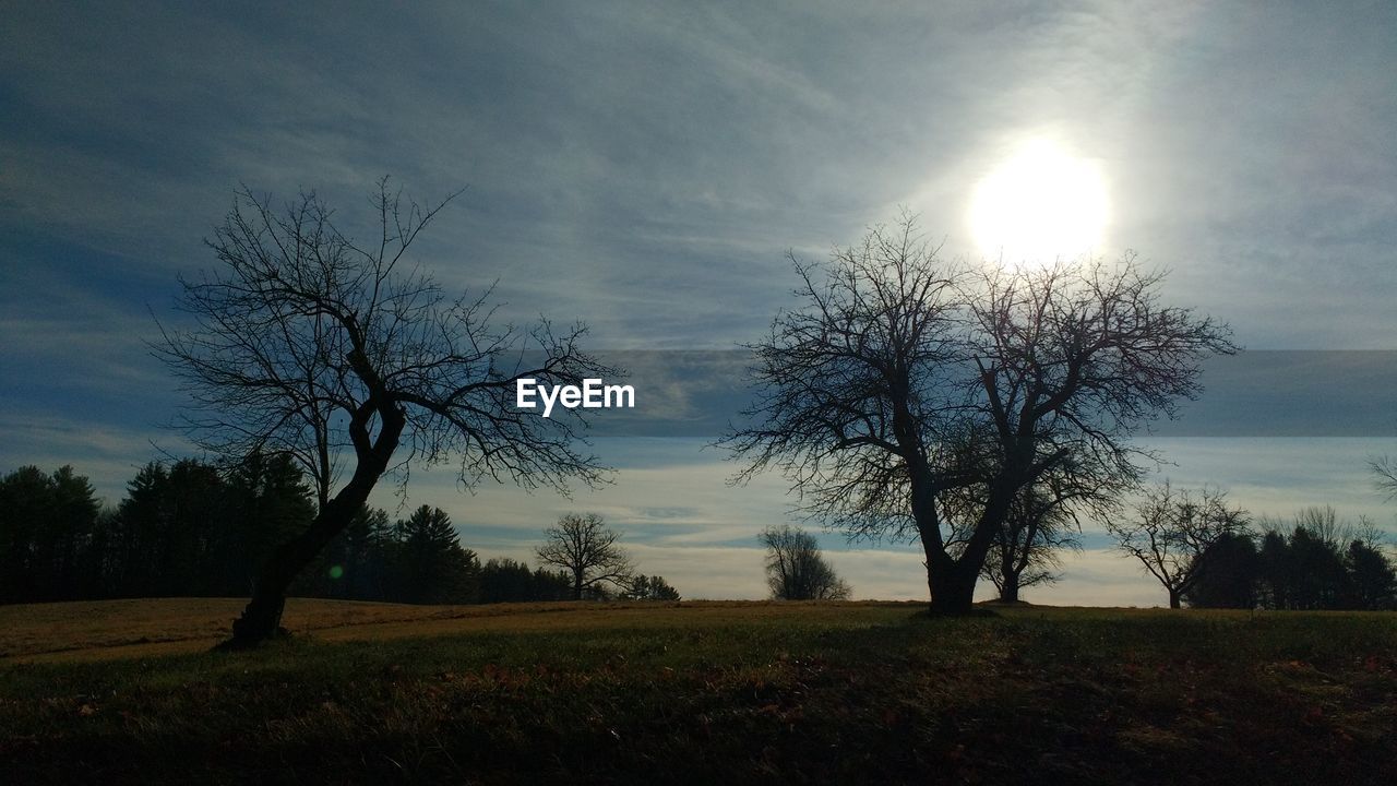 TREES ON GRASSY FIELD AGAINST CLOUDY SKY