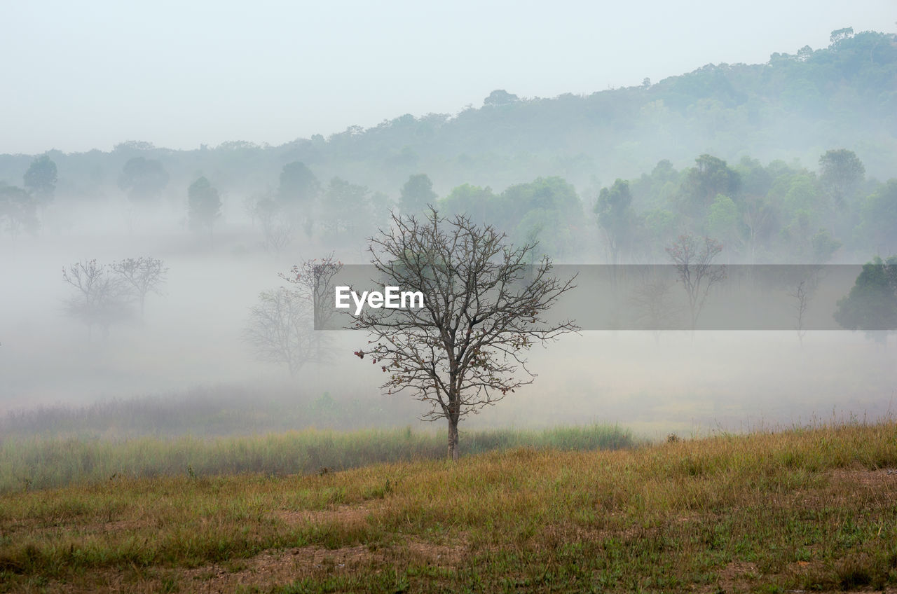 fog, mist, tree, environment, plant, landscape, morning, nature, land, forest, natural environment, beauty in nature, scenics - nature, social issues, sky, tranquility, grass, no people, wilderness, haze, rural scene, mountain, field, outdoors, tranquil scene, non-urban scene, twilight, rural area, dawn, travel, sunrise, plain, sun, smog, winter, autumn, travel destinations, meadow, tourism, woodland, prairie