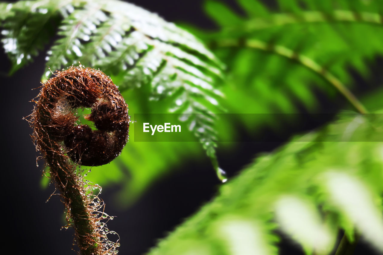 Close-up of fern