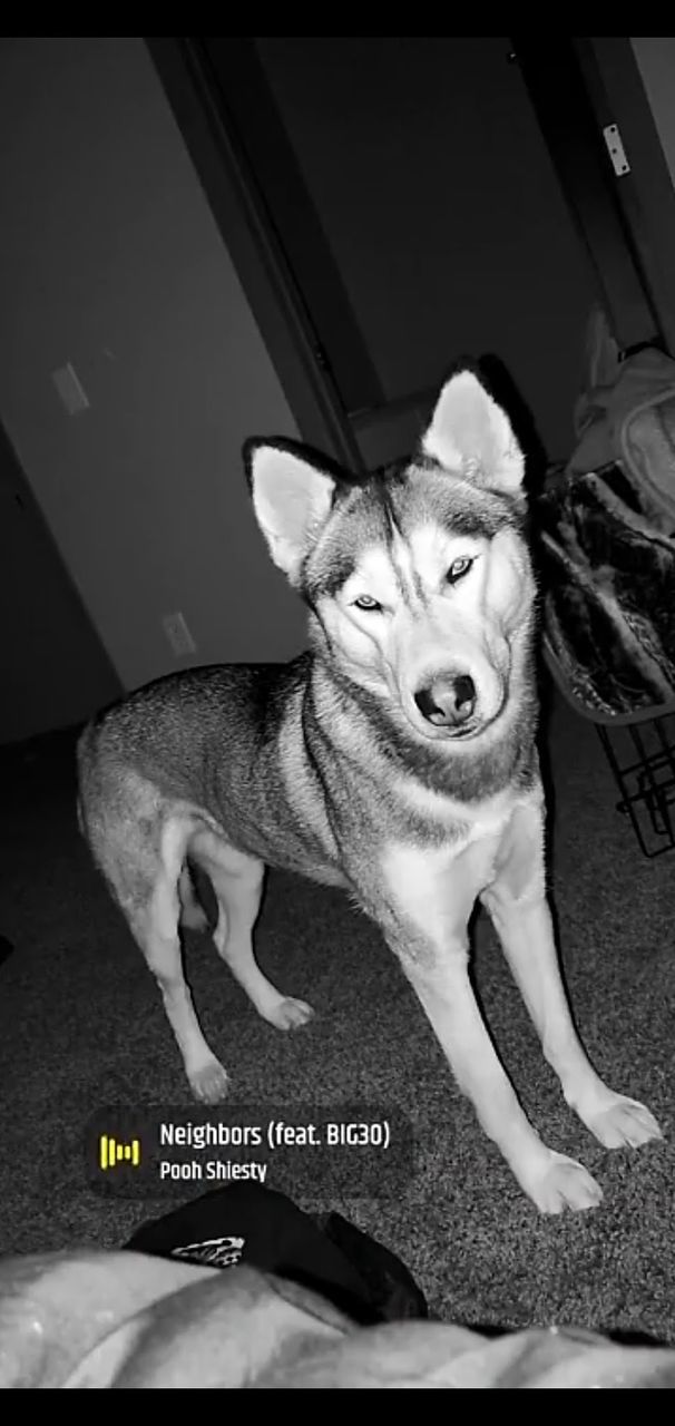 animal themes, animal, mammal, pet, one animal, domestic animals, dog, canine, black and white, portrait, indoors, monochrome photography, no people, looking at camera, monochrome, siberian husky, auto post production filter