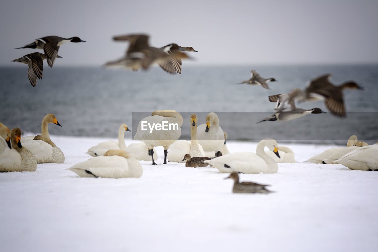 Flock of birds in the sea