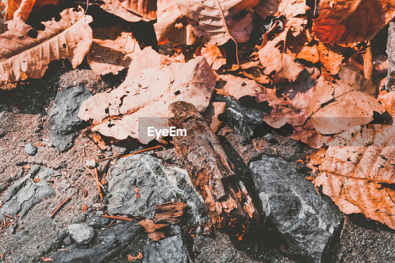 FULL FRAME SHOT OF ROCK WITH LEAVES