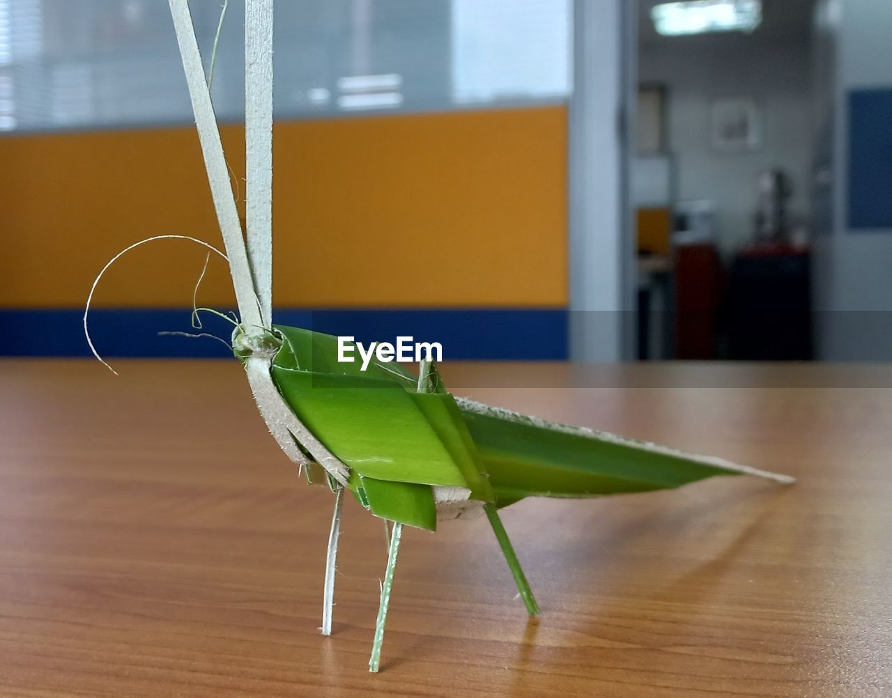 Close-up of insect on table