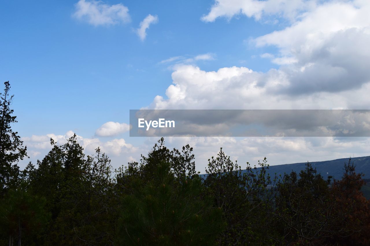 LOW ANGLE VIEW OF TREES GROWING AGAINST SKY