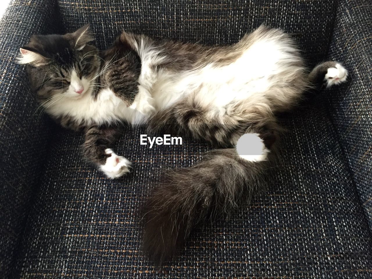 High angle view of cat resting on armchair