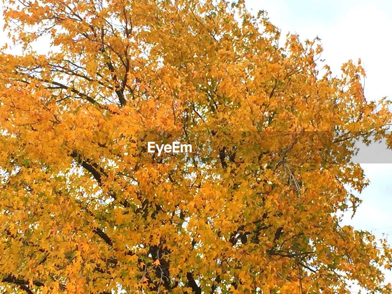 LOW ANGLE VIEW OF AUTUMN TREES