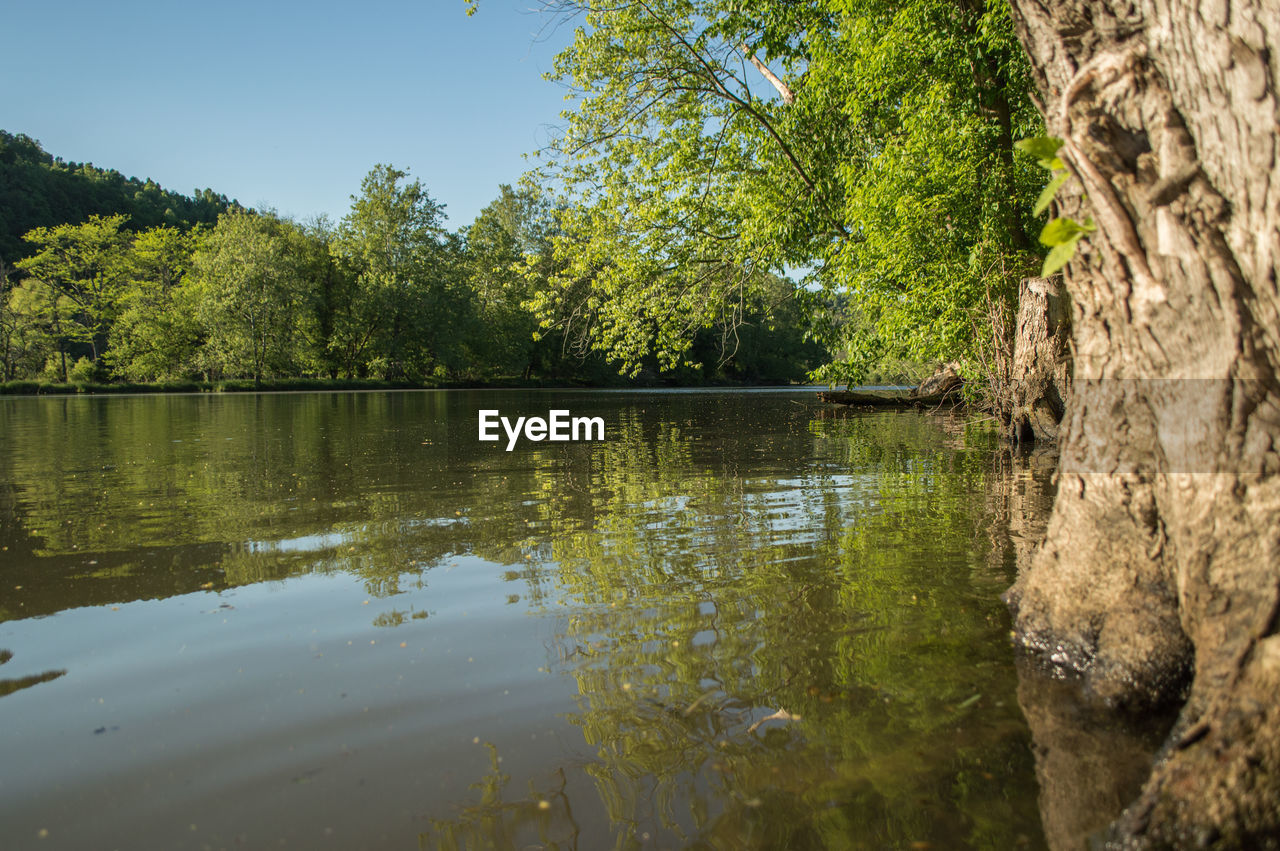 SCENIC VIEW OF LAKE AGAINST TREES