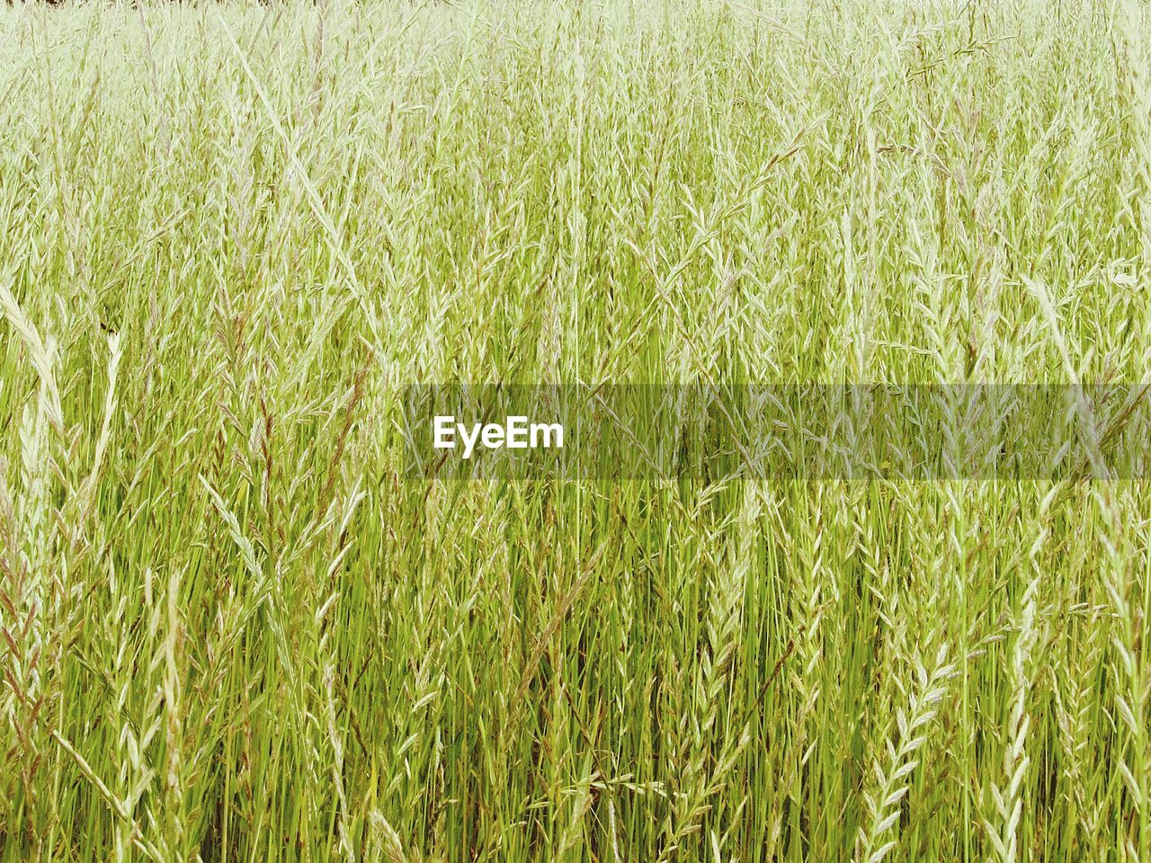 PLANTS GROWING ON FIELD