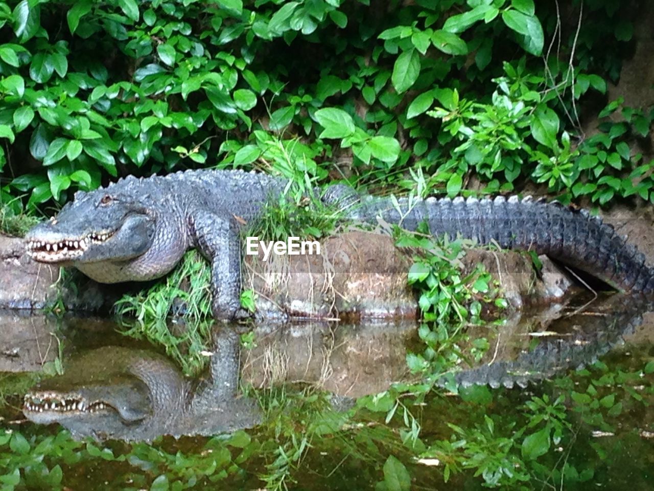 VIEW OF TURTLE IN SWAMP