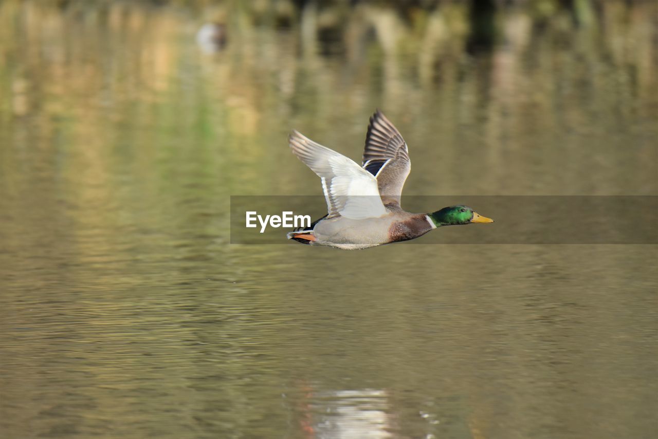 Duck flying over lake