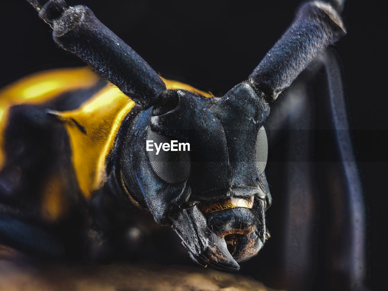 Extreme close-up of insect