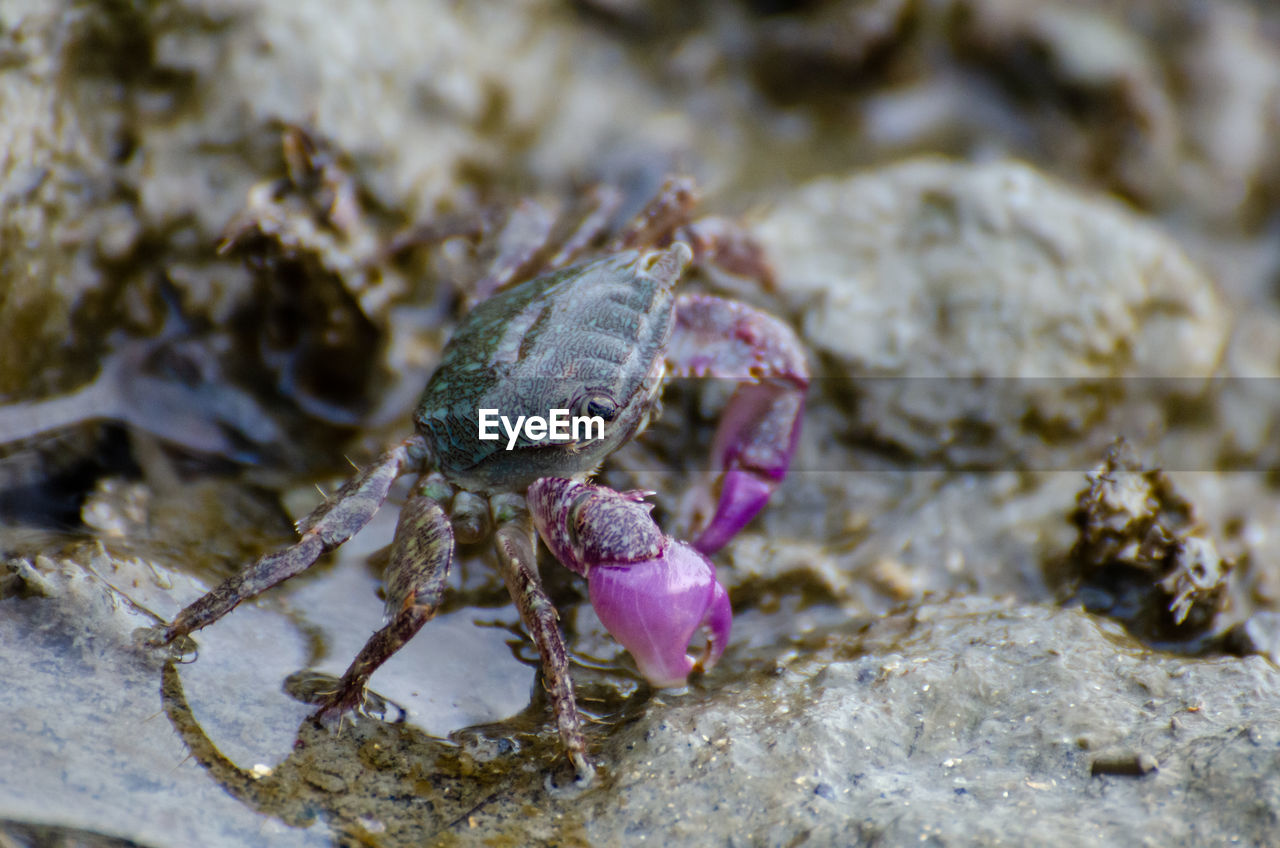 CLOSE-UP OF FROG IN WATER