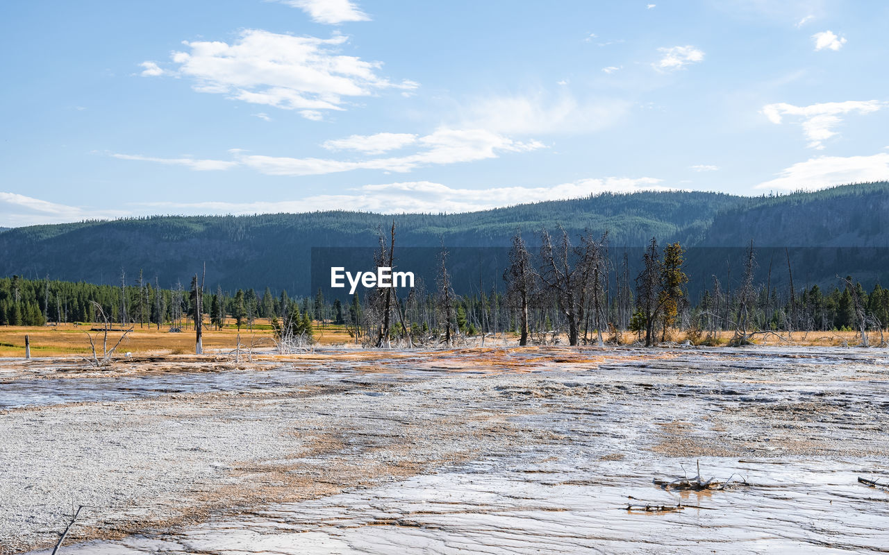 Trees at geothermal landscape against forest with sky in background at park