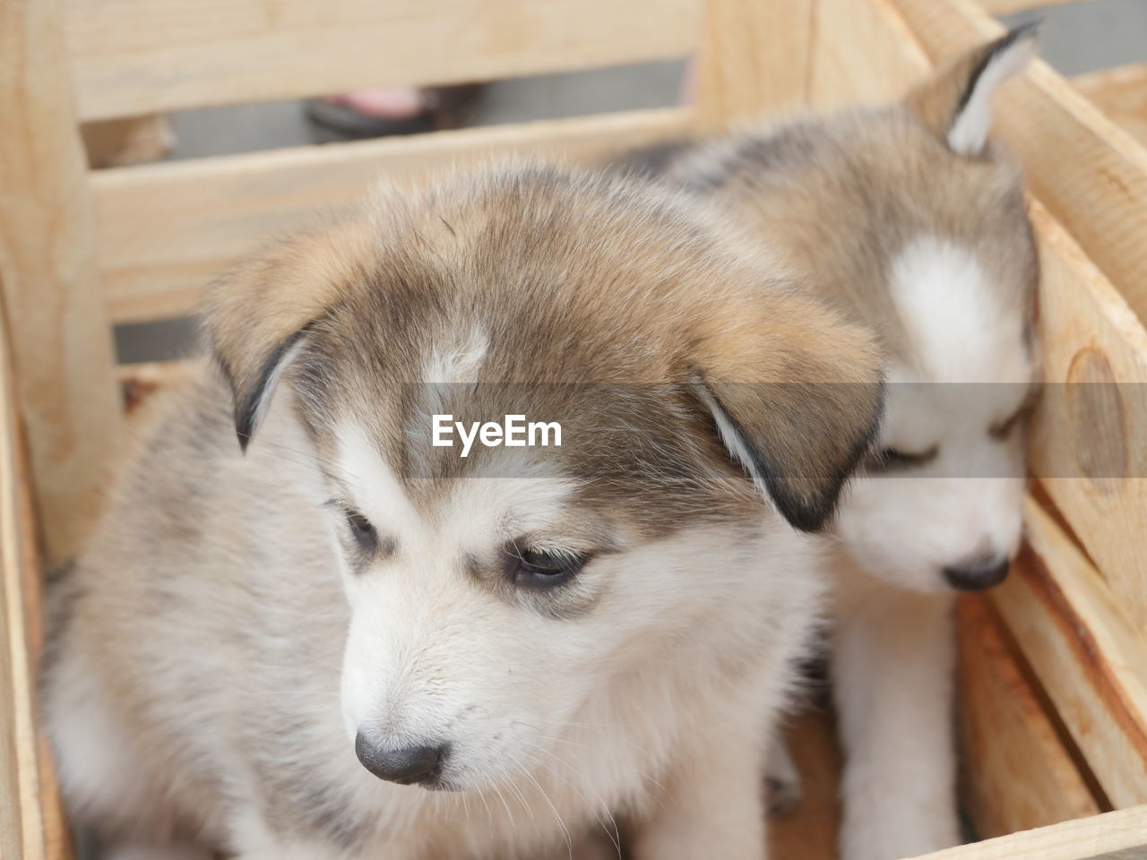High angle view of puppies sitting in wooden crate