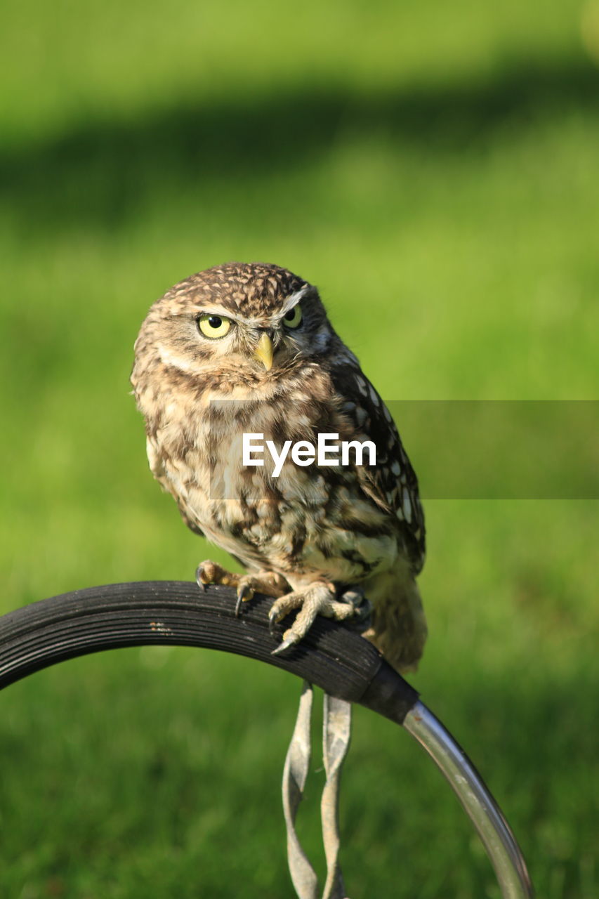 CLOSE-UP OF A BIRD PERCHING ON A TREE