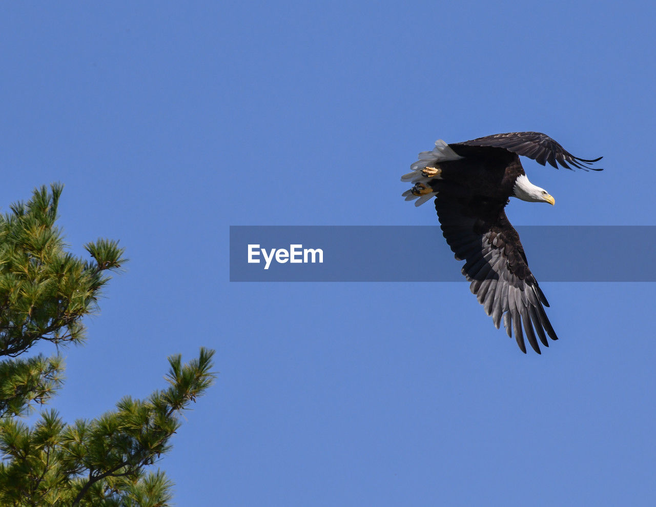American bald eagle perched and soaring under blue sky