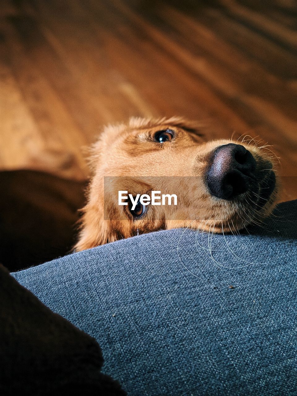 CLOSE-UP OF DOG RELAXING ON SOFA