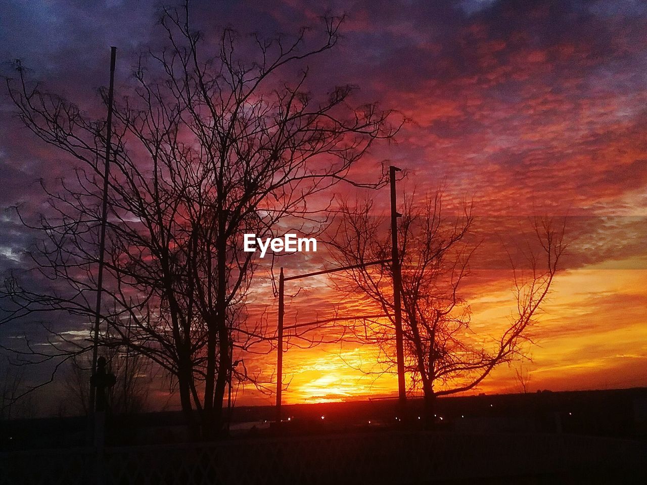 SILHOUETTE OF TREES AT SUNSET