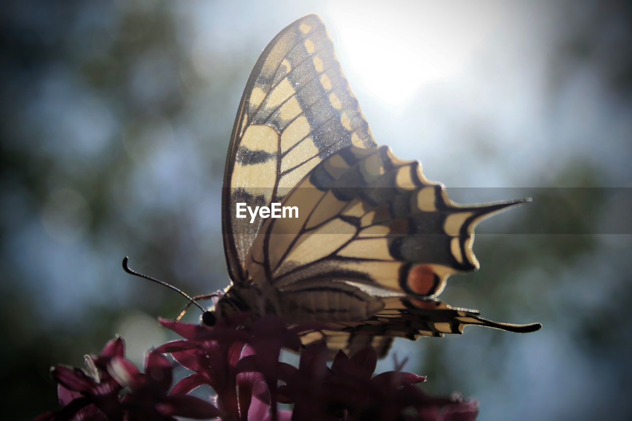 Close-up of butterfly pollinating on flower