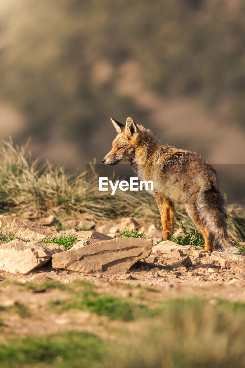 Lovely fox in the field