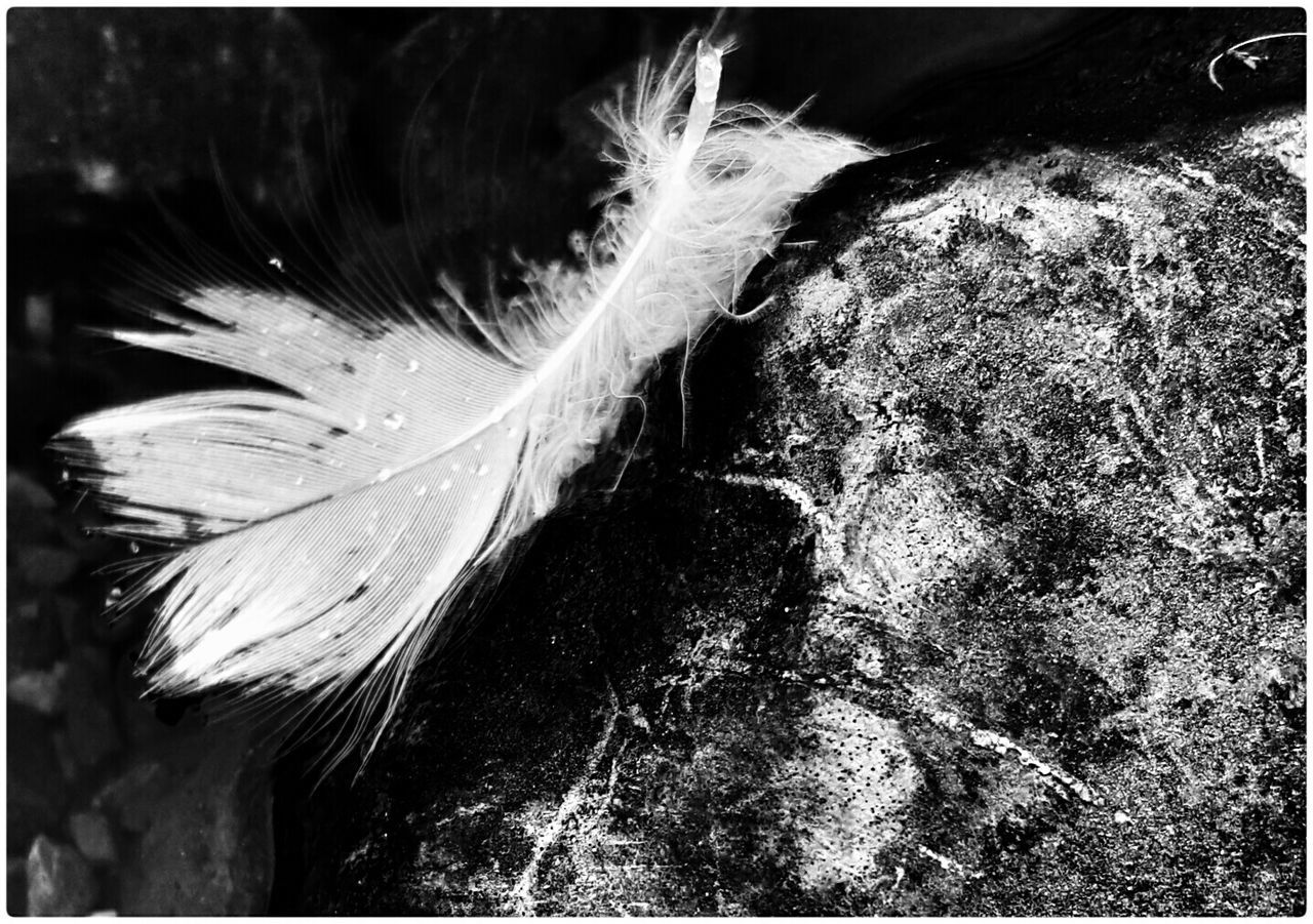 Close-up of wet feather on rock