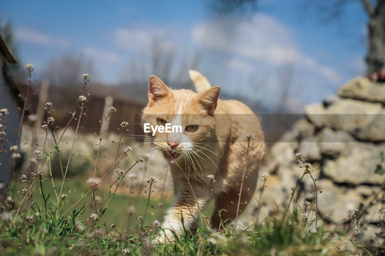Cat in a field