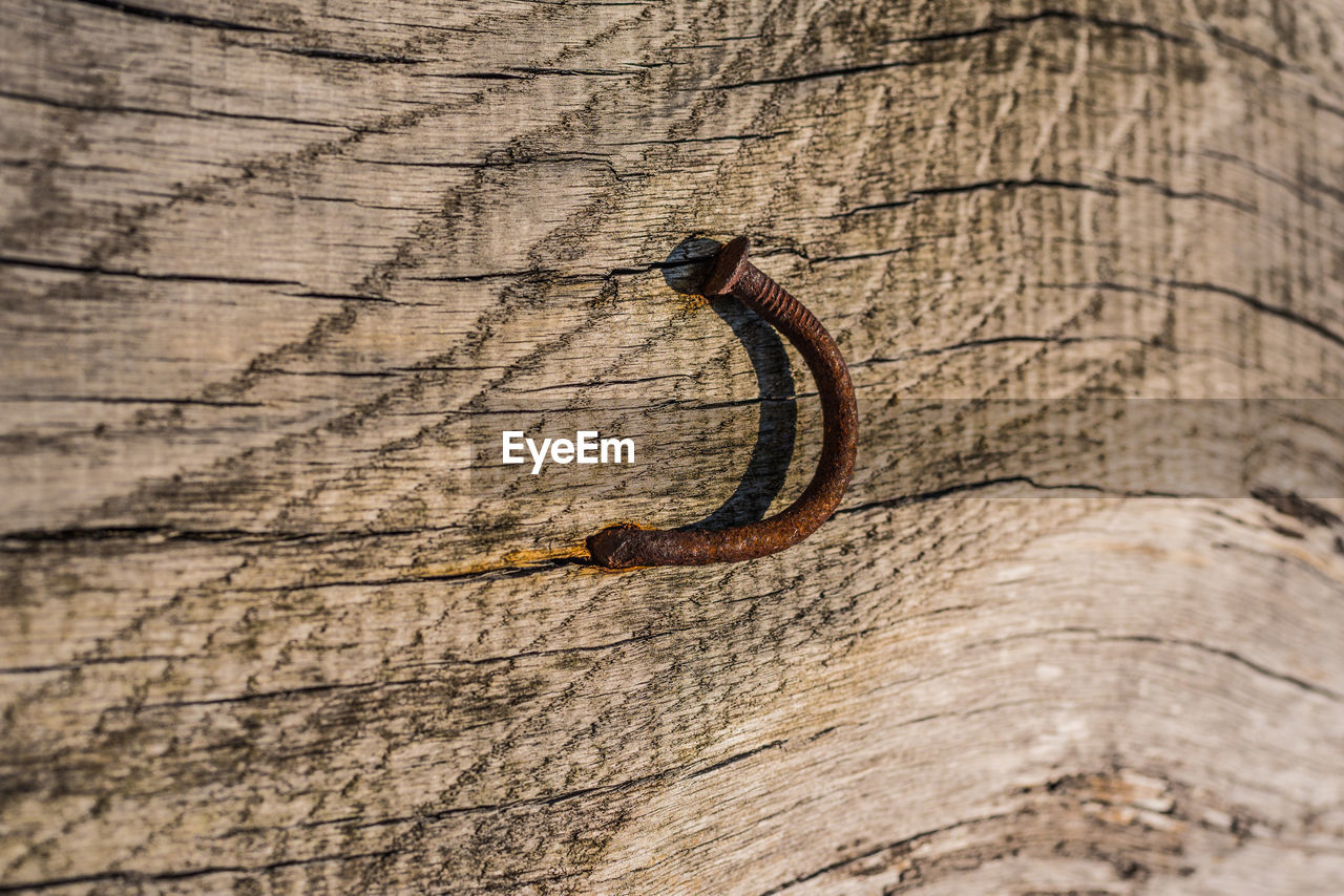 CLOSE-UP OF LIZARD ON WOOD