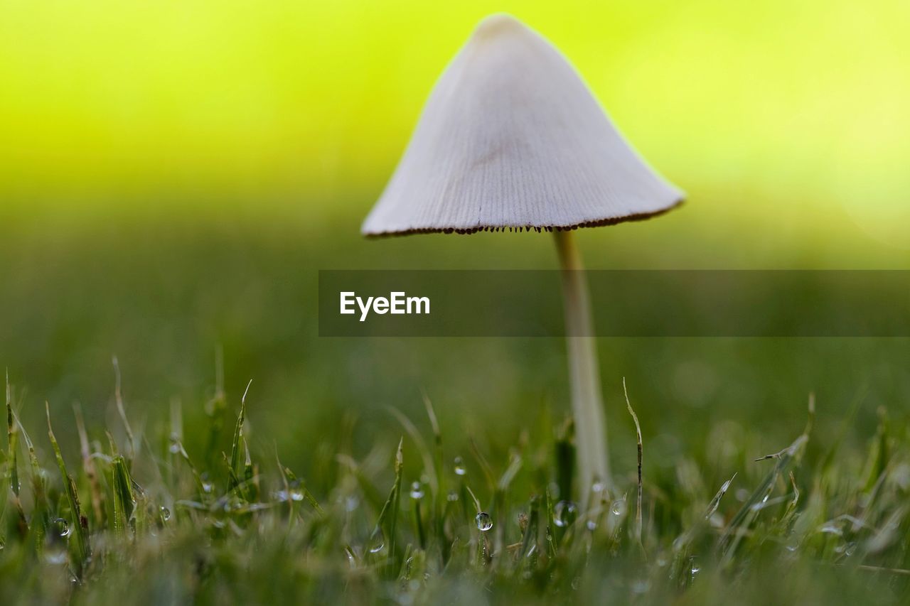 Close-up of mushroom growing on field