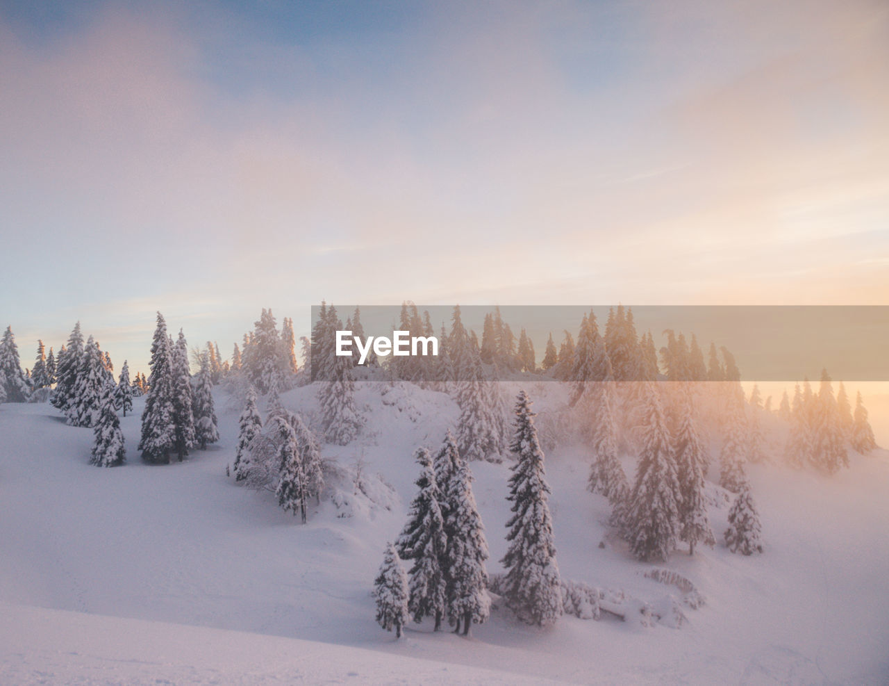 Trees on snow covered land against sky