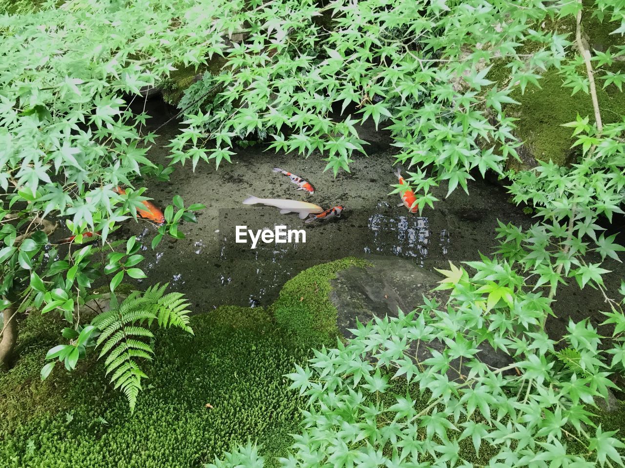 HIGH ANGLE VIEW OF DUCKS SWIMMING ON PLANT