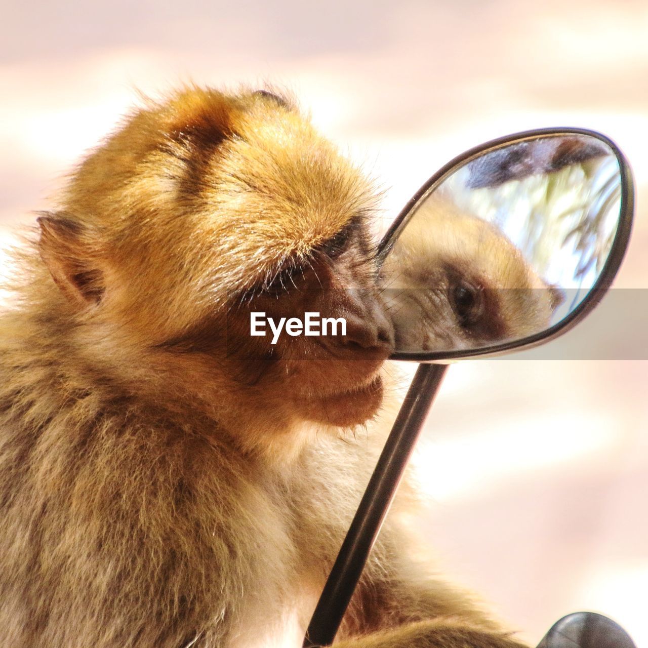 Close-up of monkey in a mirror