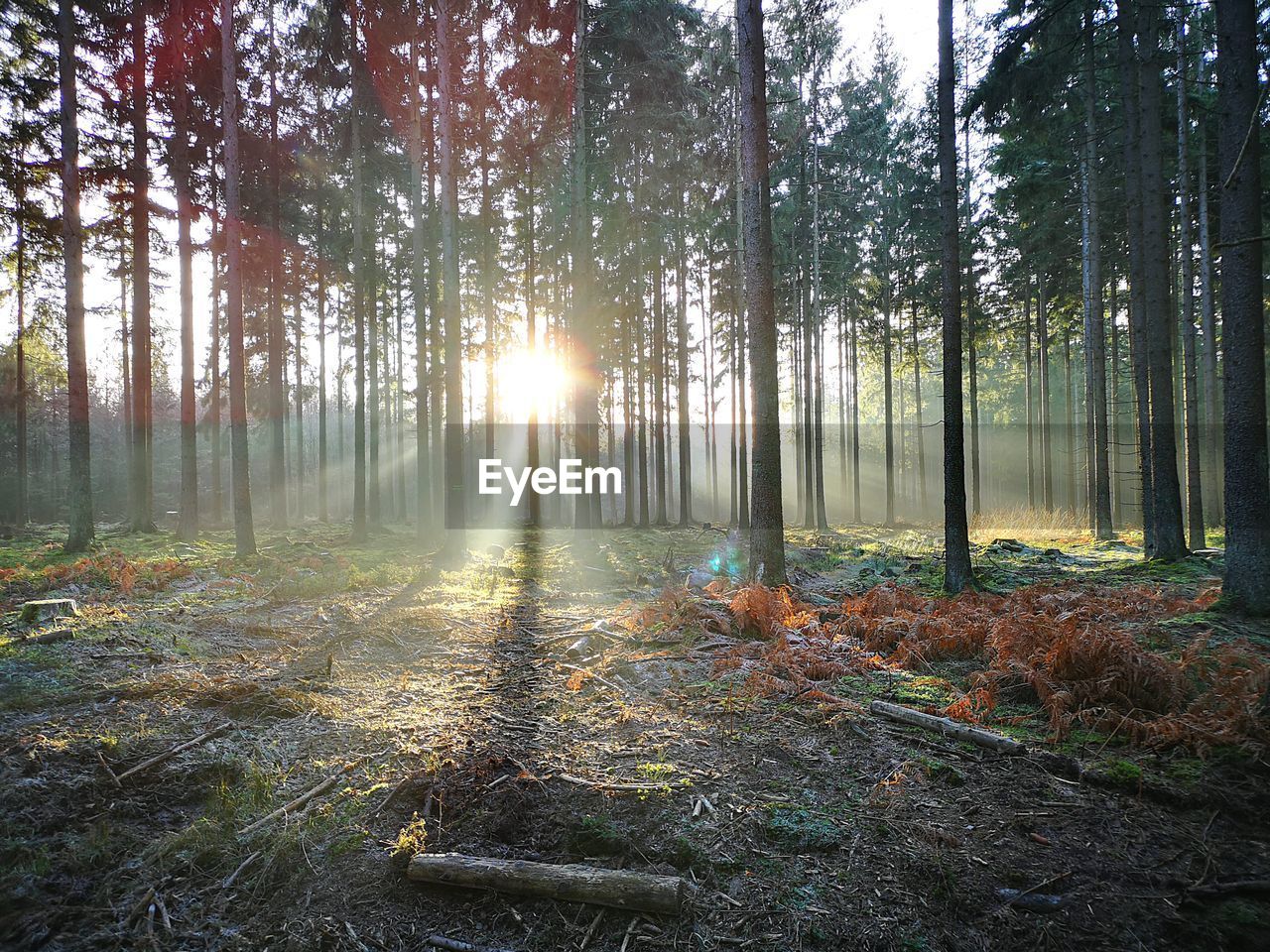 Sunlight streaming through trees in forest