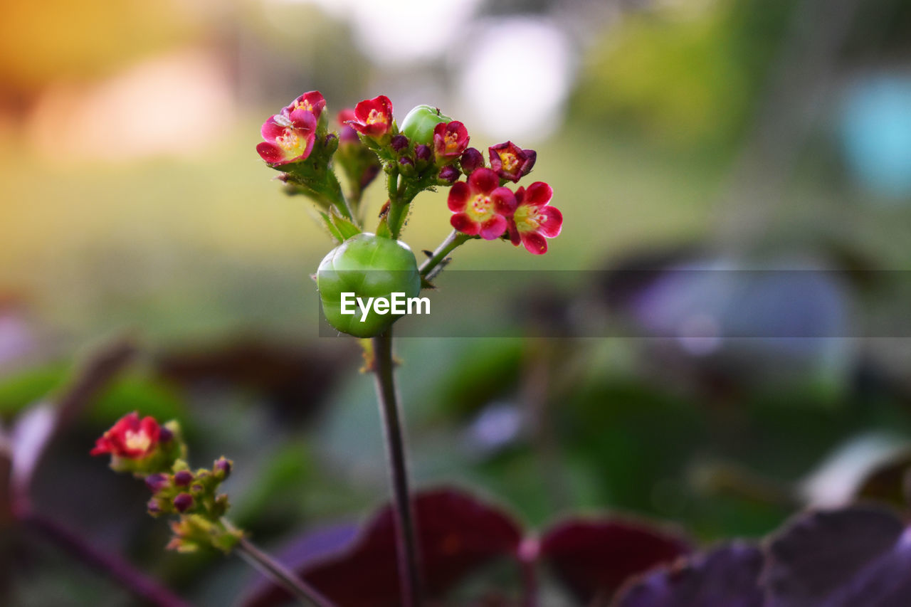 Close-up of red flowering plant