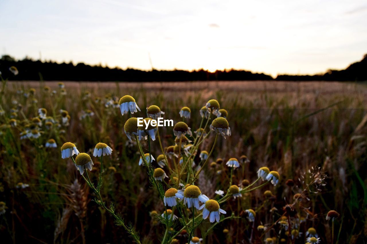 Close-up of yellow flowers growing in field