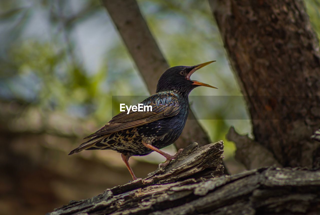 Close-up of bird perching on tree trunk